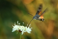 Dlouhozobka svizelova - Macroglossum stellatarum - Hummingbird hawk-moth 3381